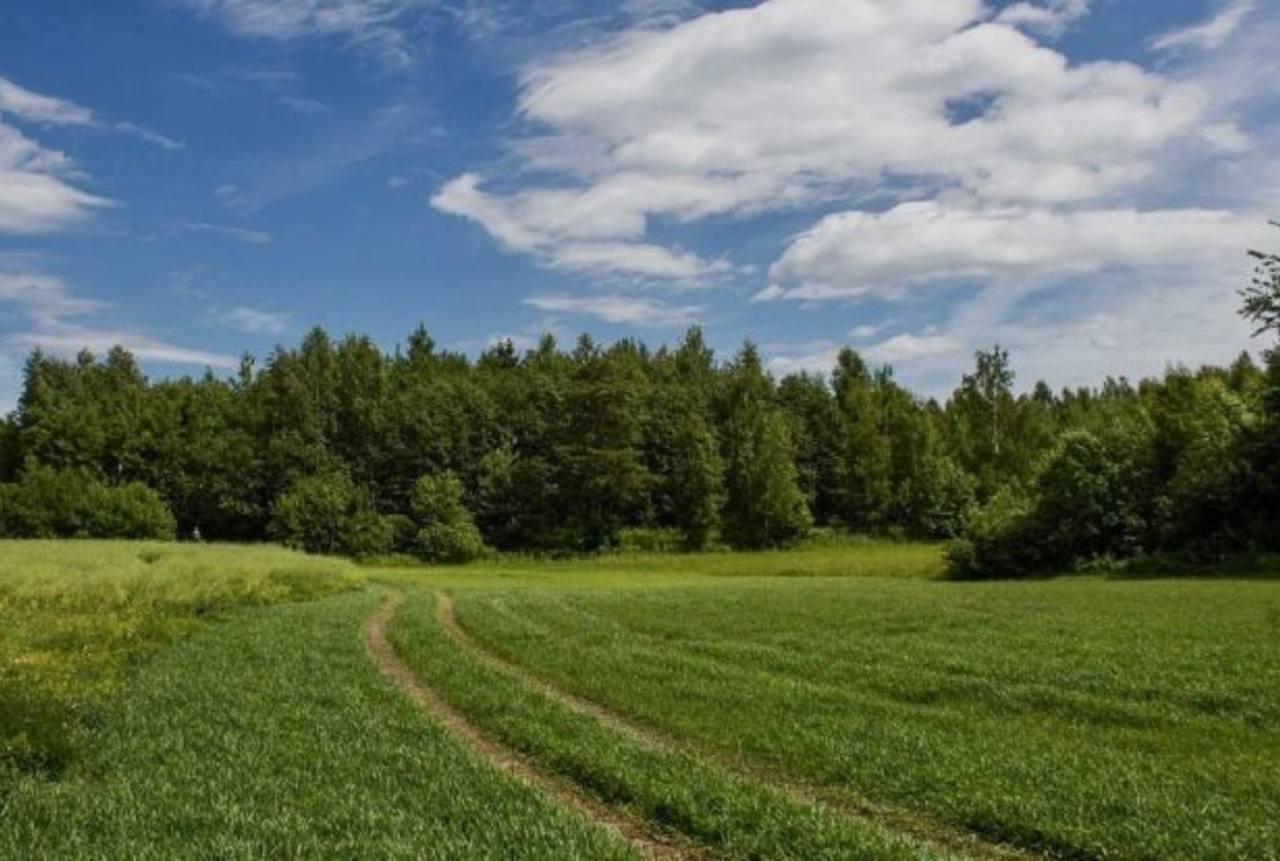 Лісовий масив вартістю понад 1 млрд грн повернули у власність держави на Кіровоградщині