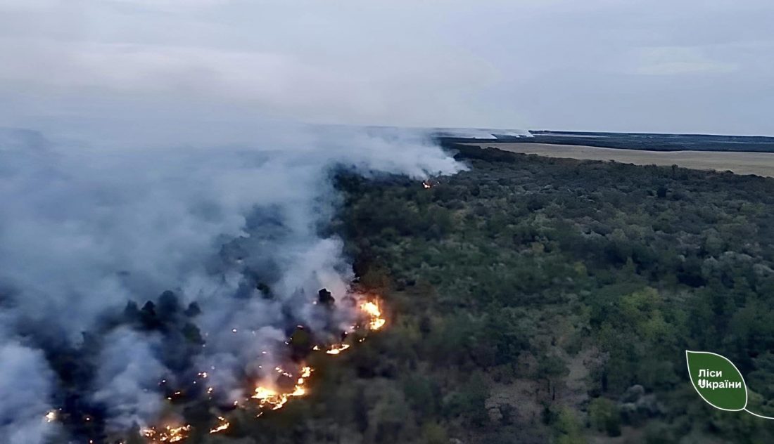 На Кіровоградщині цьогоріч сталося 24 лісові пожежі, одна з яких найбільша за останні десятиліття