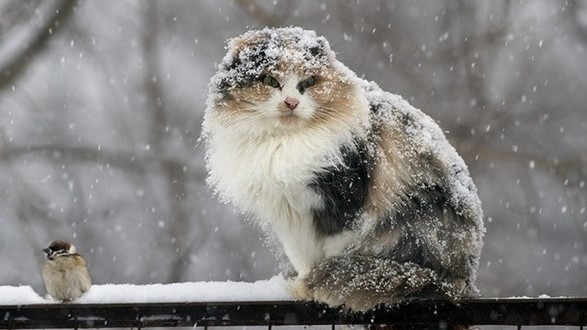 Цими вихідними у Кропивницькому прогнозують мокрий сніг та дощ