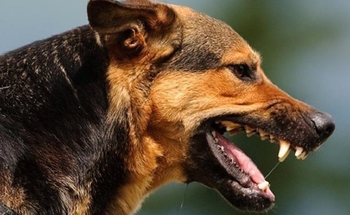 У Світловодську в домашньої собаки, яка покусала власників і сусідів, підтвердили сказ