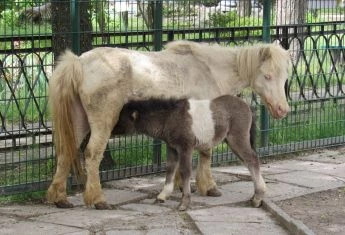 Поні-переселенець із Херсонщини дав потомство в Миколаївському зоопарку: усіх запрошують на бебі-бум