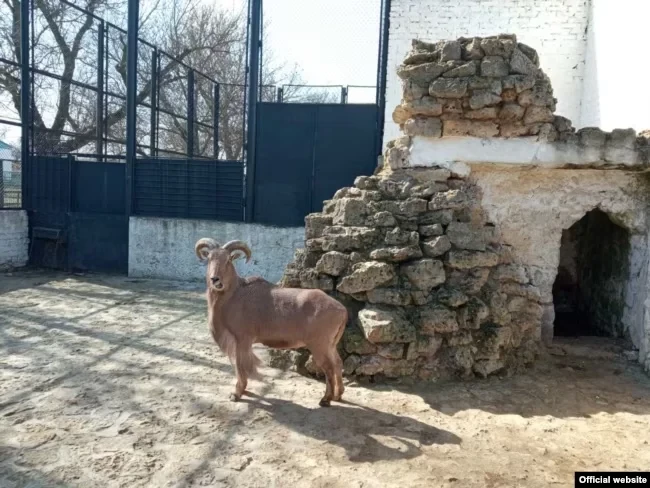 Окупанти заявили про намір “обмінюватися” тваринами між “Асканією-Нова” та Московським зоопарком
