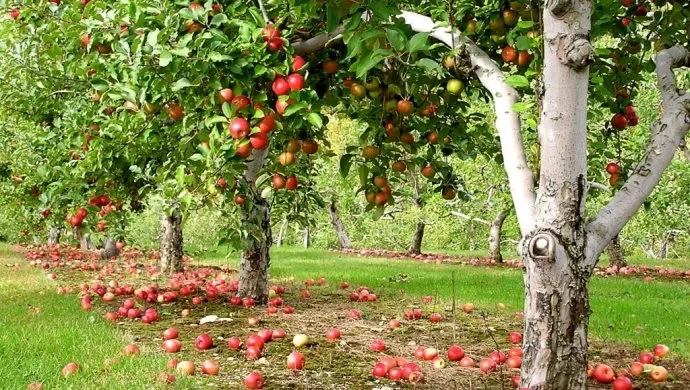 Окупанти хочуть закладати на Херсонщині сади