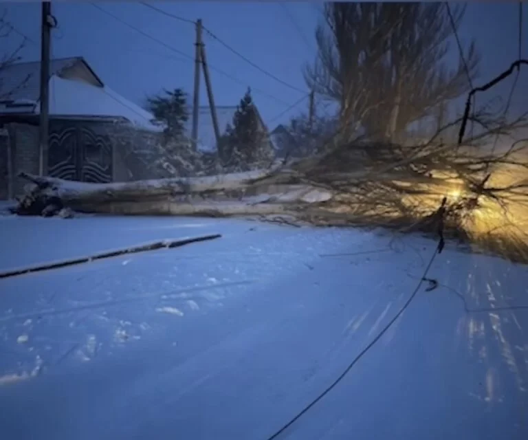 У Херсоні через негоду повалені дерева пошкодили дроти та перекрили частину вулиць