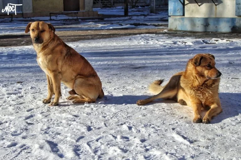 У Генічеську окупаційна адміністрація скаржиться на “неможливість” відлову бродячих собак