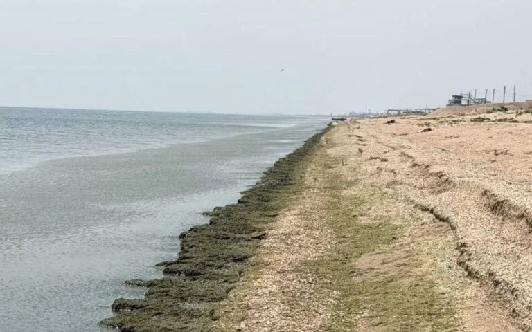 “Зайти у воду фізично неможливо”: пляжі в окупованому Генічеську перетворилися на місиво з водоростей та медуз (фото)