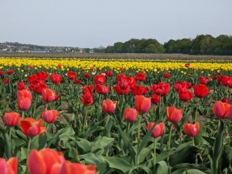Мільйони квітів: на сусідній Буковині розцвіли тюльпанові поля (фото)