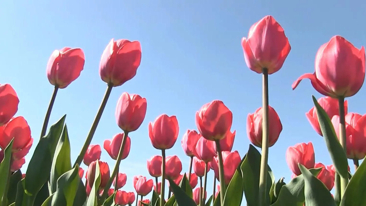 Що робити з тюльпанами, коли вони відцвіли: садівники дали поради