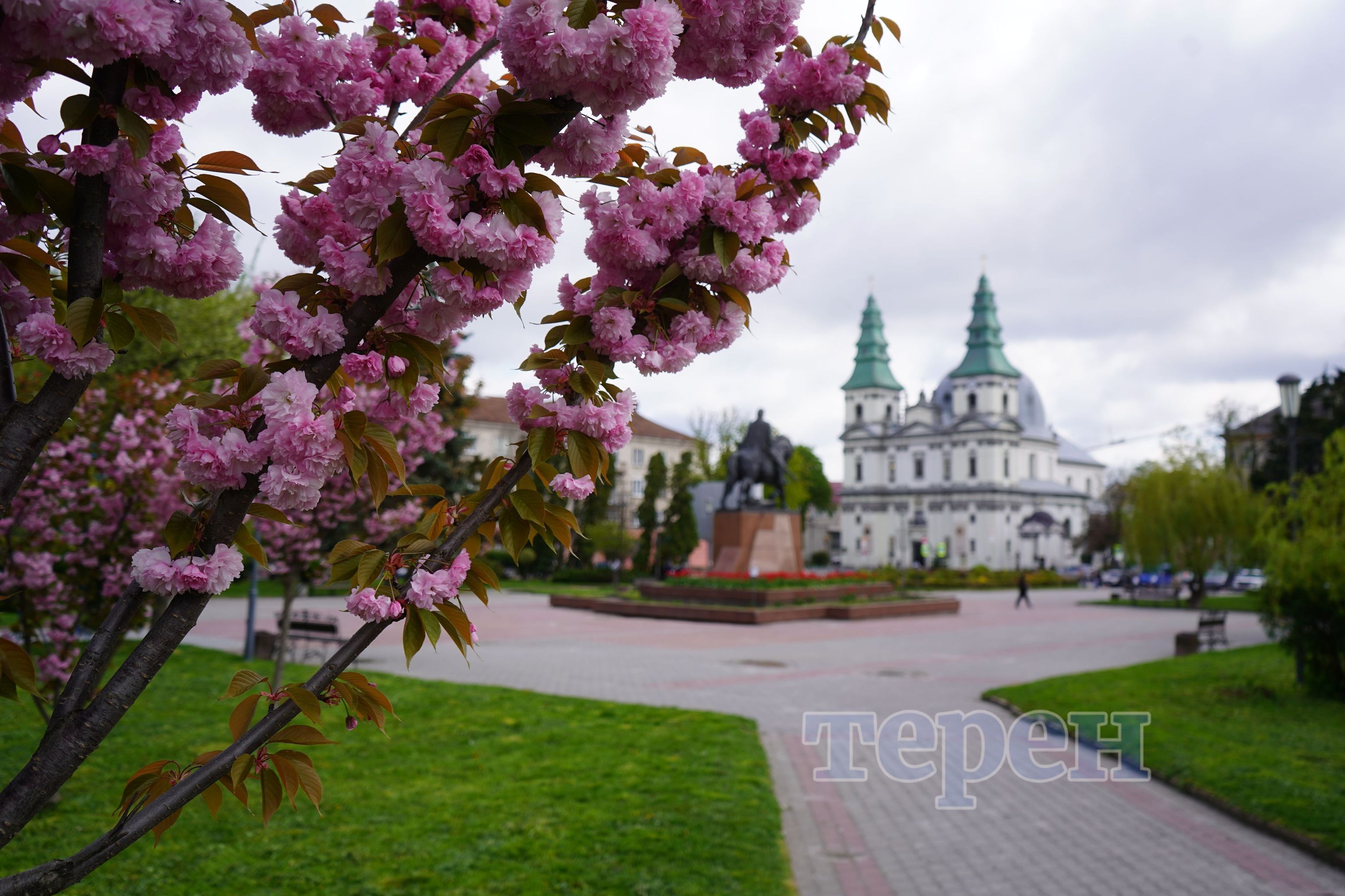Сакури, магнолії, райські яблуні: де шукати у Тернополі (відео)