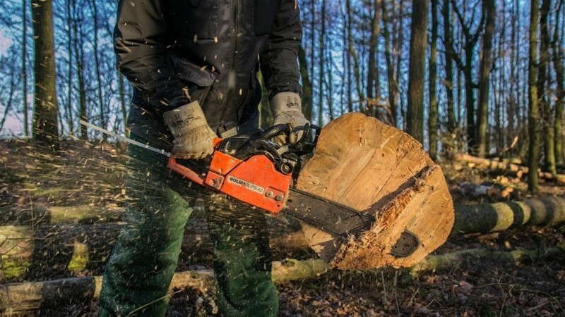 Екслісника з Тернопільщини підозрюють у незаконній порубці дерев