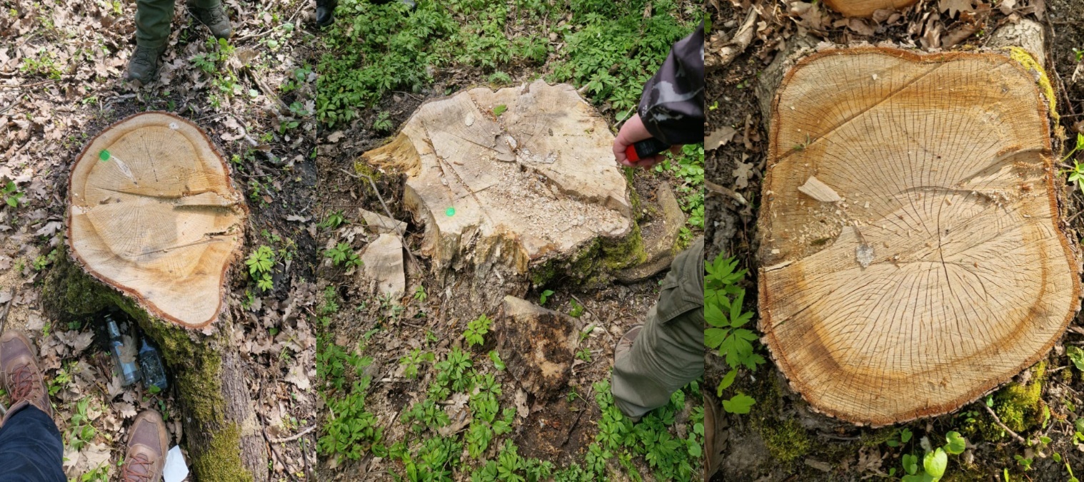 Громада на Тернопільщині відповідатиме в суді за незаконну вирубку дерев