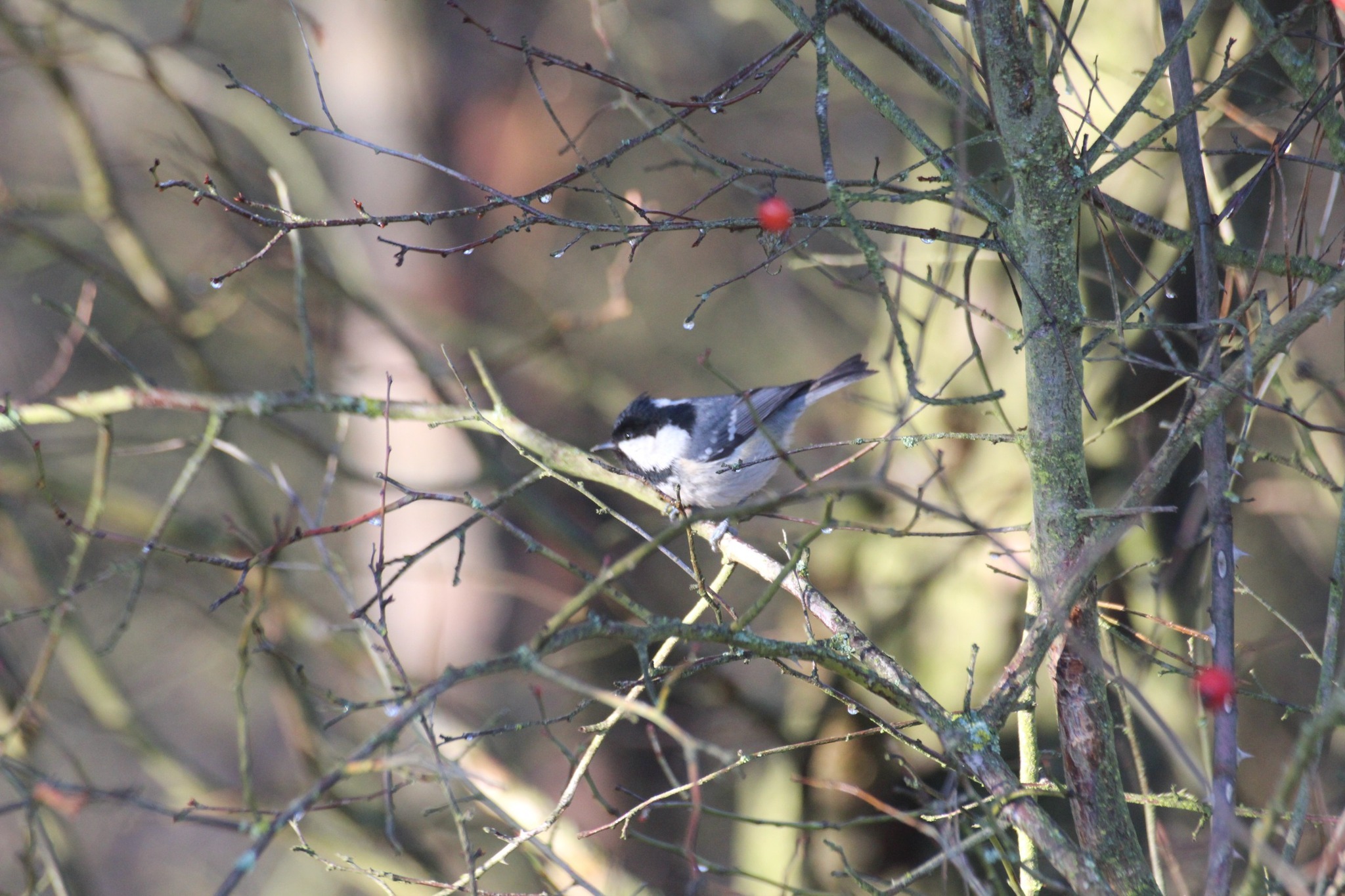 Сотні крижів і бакланів: на водоймах Дністровського каньйону розпочали зимовий облік птахів (фото)