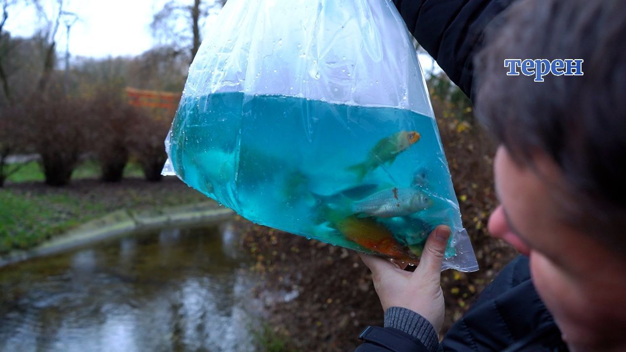 Коропи Кої тепер житимуть у ставку в японському саду в Тернополі (фото, відео)