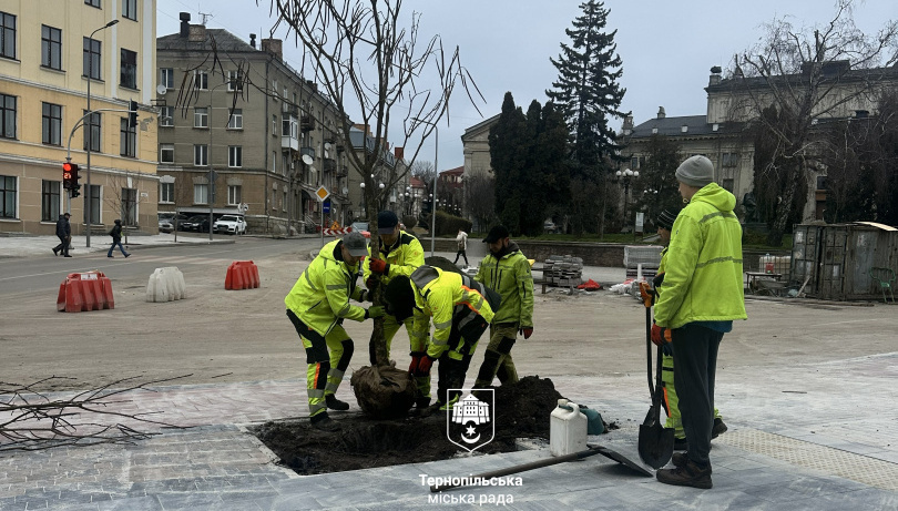 У центрі Тернополя висадили 28 катальп (фото, відео)