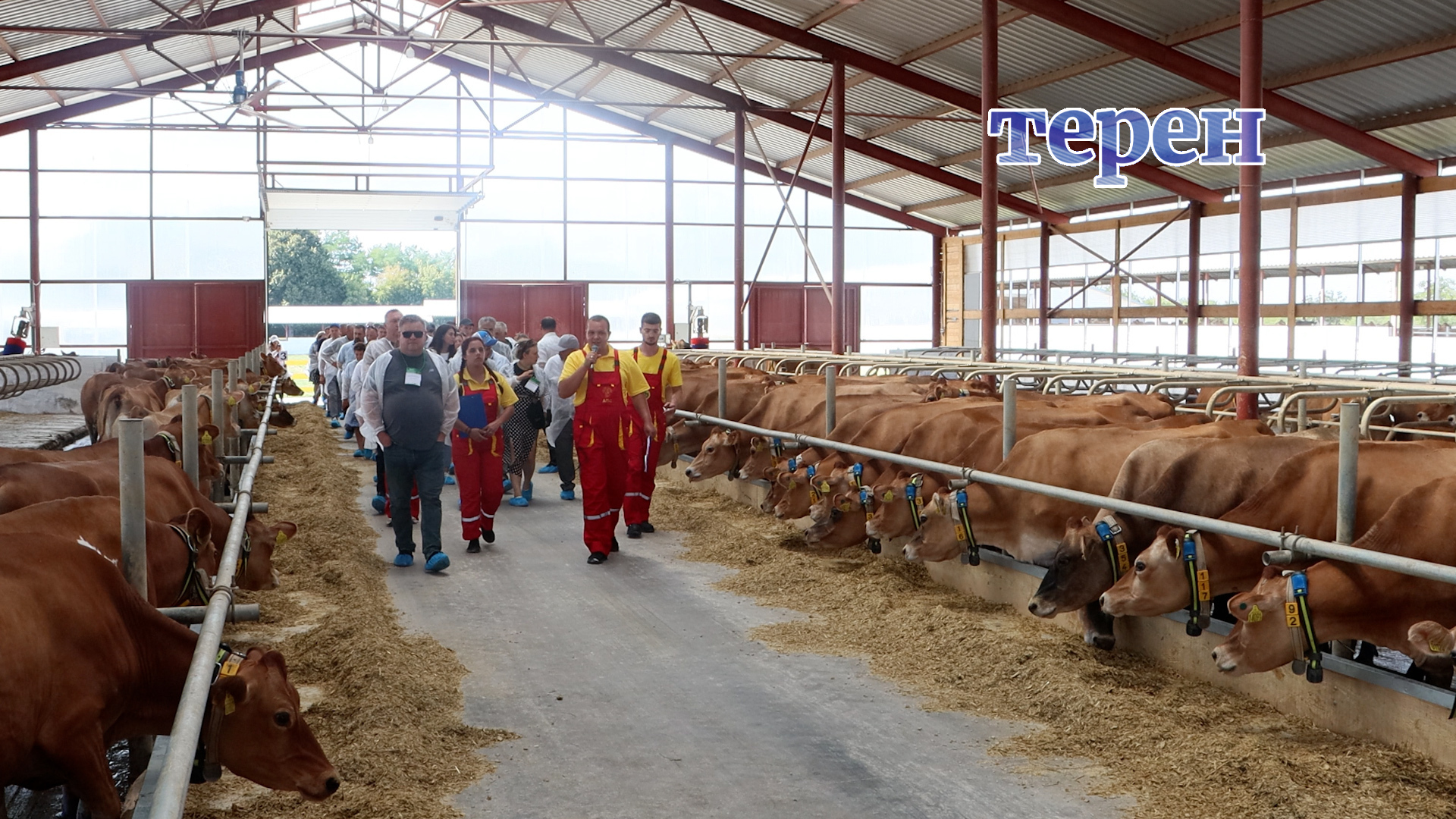 Підсумки роботи молочної галузі за 2025-ий рік підвела агрокомпанія з Тернопільщини (відео)