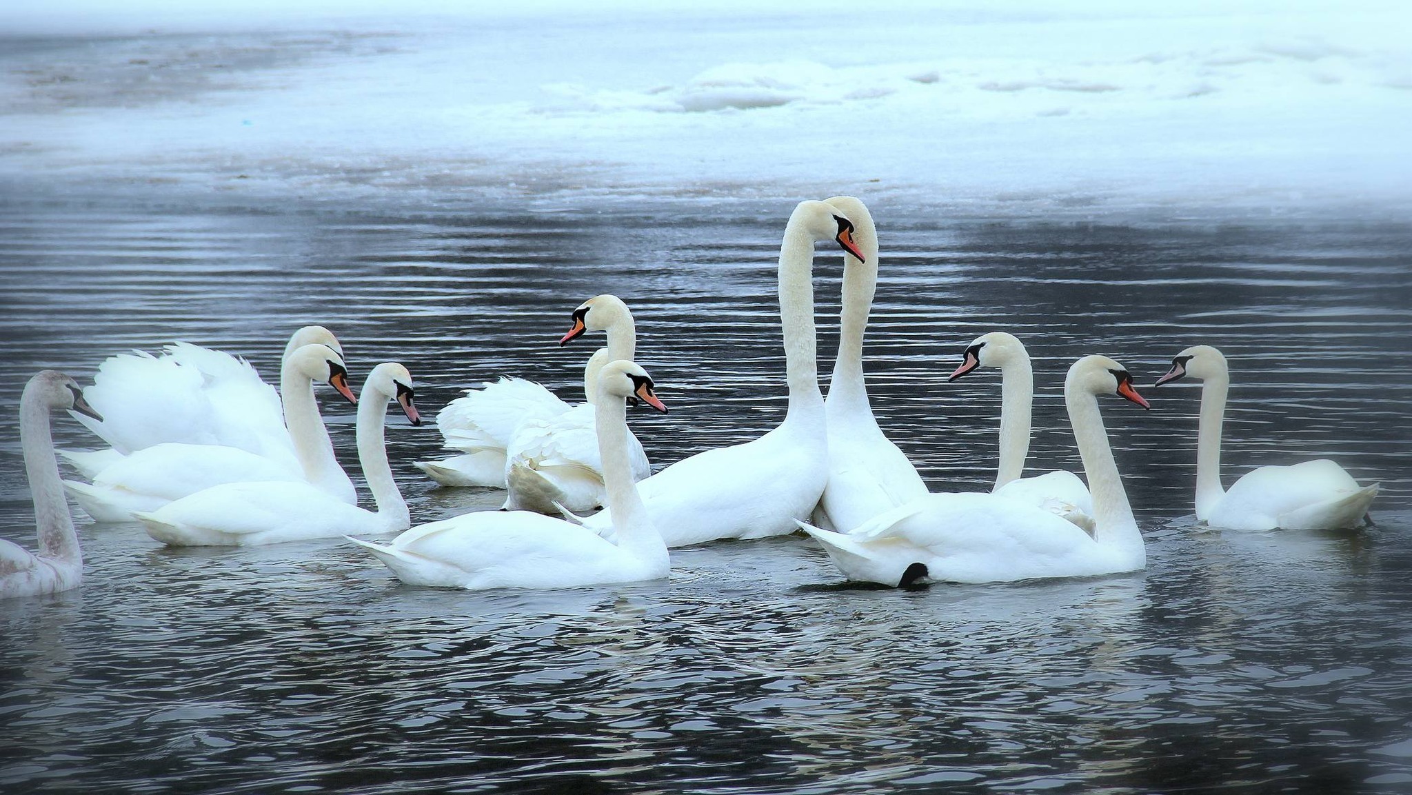 На Тернопільщині створили карту зимових скупчень лебедів (фото)