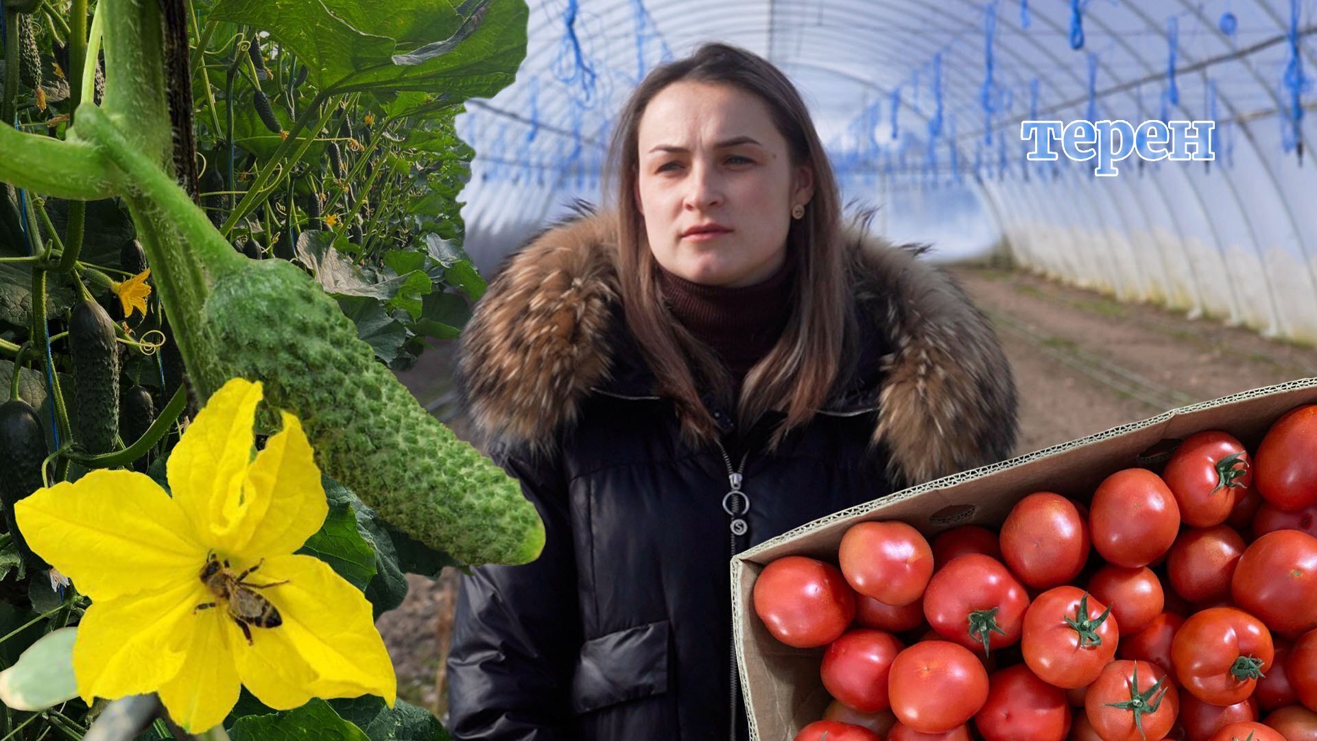 Як у селі на Тернопільщині розвивають родинну справу з вирощування огірків і помідорів у теплицях (відео)