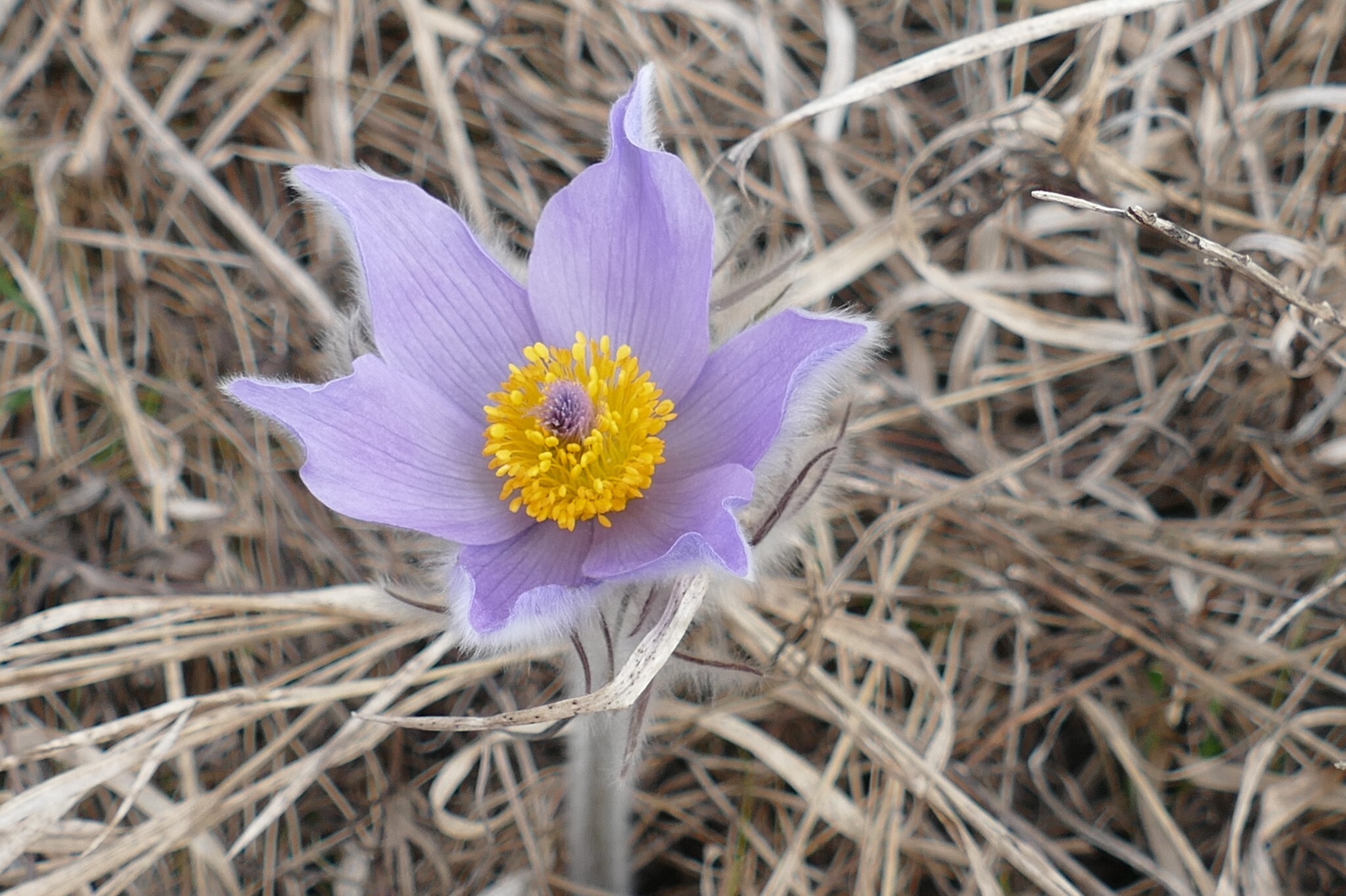 У заповіднику на Тернопільщині зацвіла червонокнижна рослина (фото)