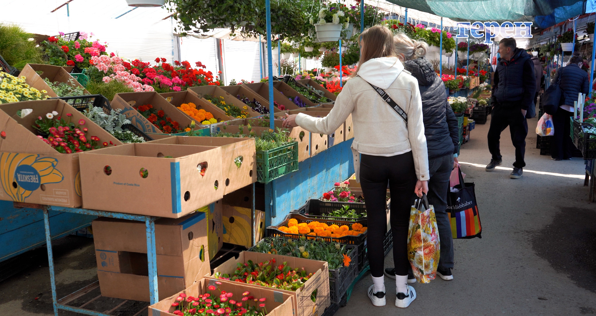 Петунії, чорнобривці, півонії, віола: скільки коштують саджанці квітів на ринку у Тернополі (відео)