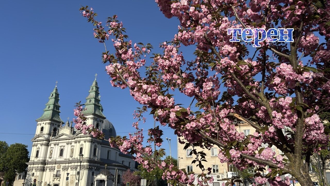 У центрі Тернополя квітнуть сакури (фото, відео)