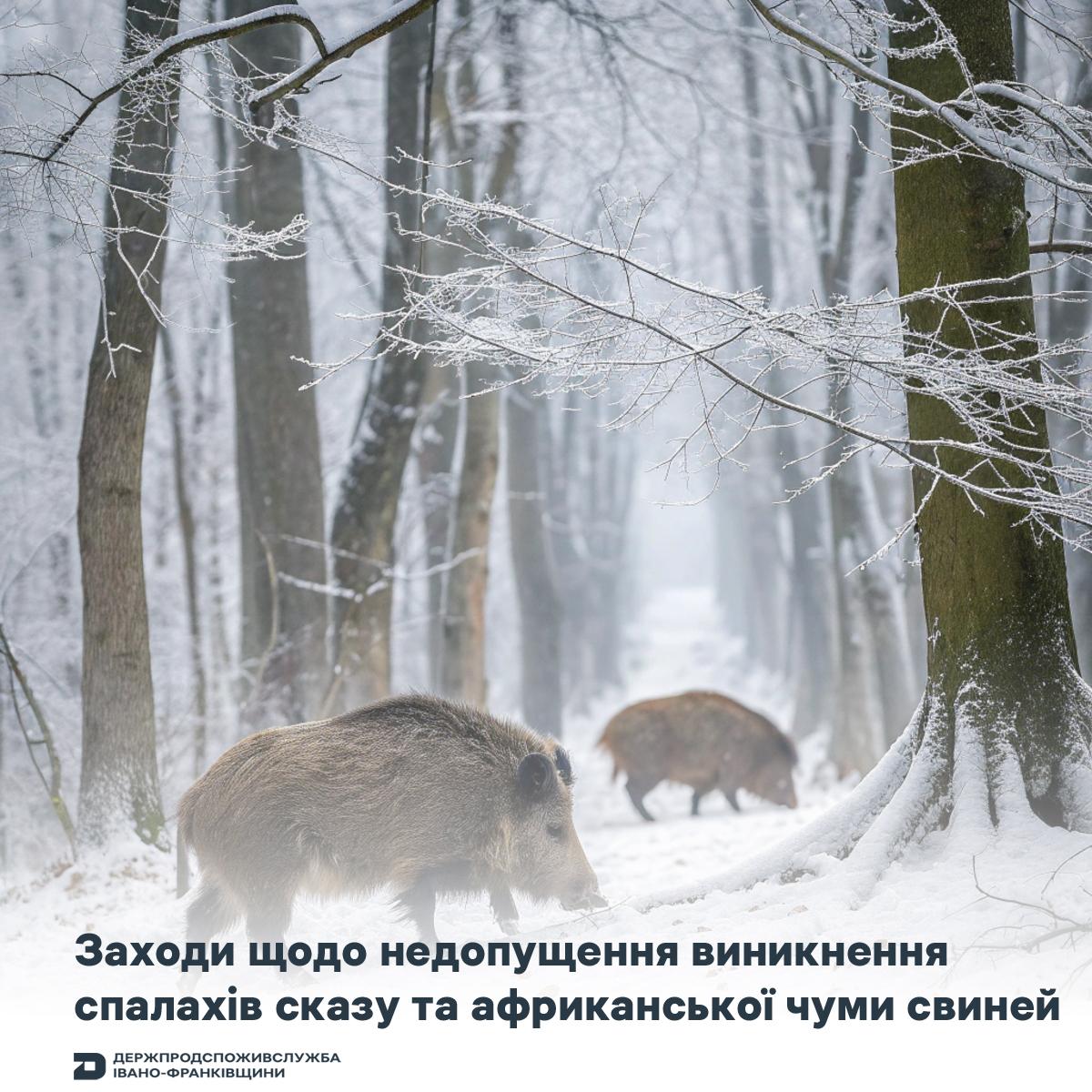 На Прикарпатті відстріляють диких свиней і лисиць