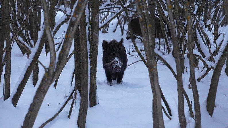 Як у лісах Прикарпаття взимку підгодовують диких тварин (ВІДЕО)