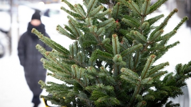 Незаконна вирубка ялинок у Львові: поліція нагадує про штрафи