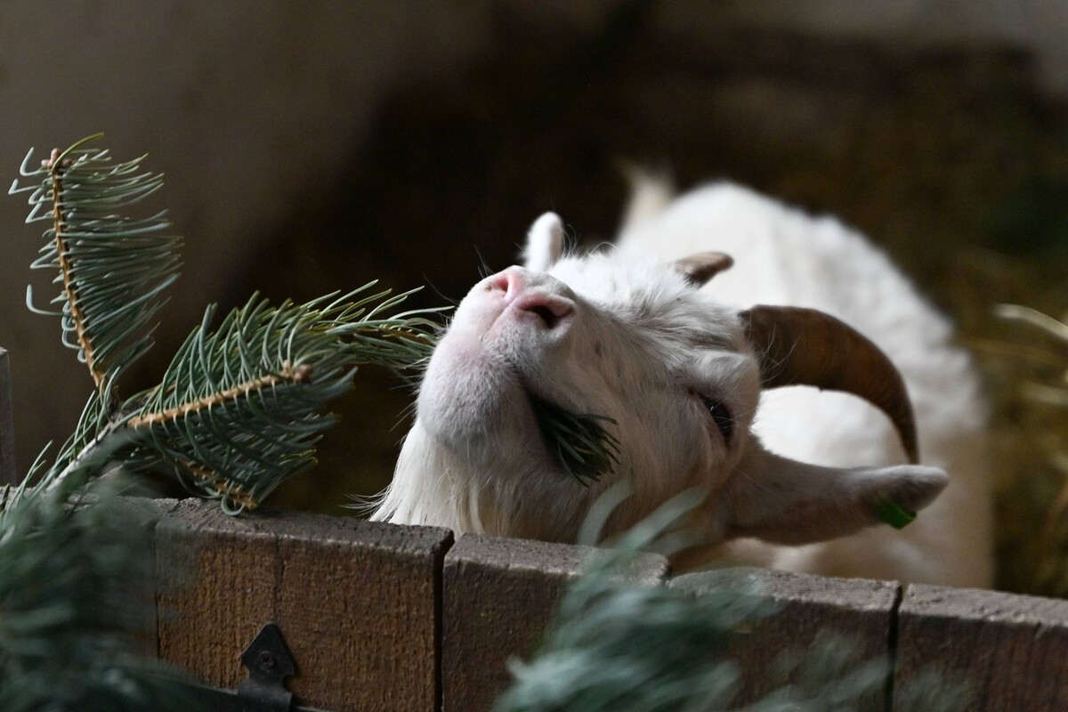 Головну ялинку Львова демонтували: хвою передали у Домівку врятованих тварин (ВІДЕО)