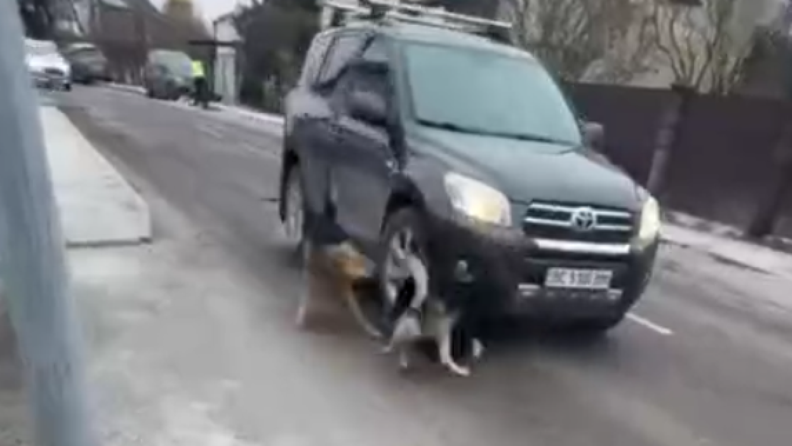 У Львові розслідують наїзд на собаку: водія встановлюють