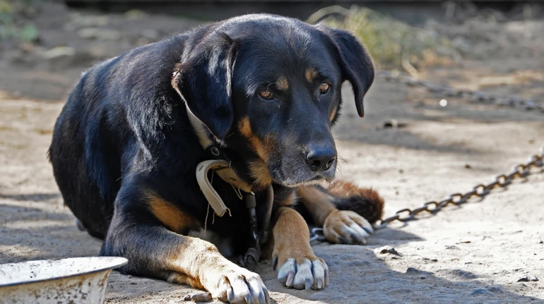 З 1 березня — нові правила для фермерів. В Україні набуває чинності закон про благополуччя тварин