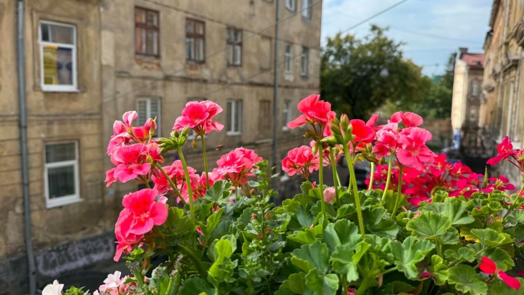 У Львові обирають найкраще озеленення балконів та підвіконь: змагаються 35 учасників
