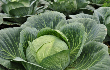 Білокачанна капуста допомагає згортуванню крові та здоров'ю кісток