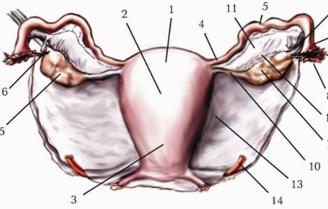 Коли треба видаляти матку, а коли без цього можна обійтися
