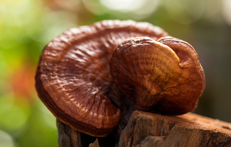 Лікувальні гриби корисні при ішемічній хворобі серця