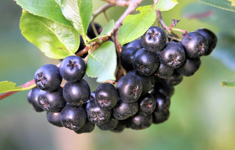 Ягода, яка допомагає людині боротися з раком