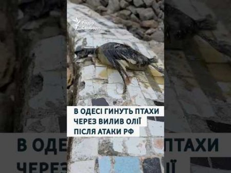 В Одесі гинуть птахи через вилив соняшникової олії в море після атаки РФ