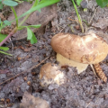 У житомирському гідропарку з`явились перші гриби піддубники. ФОТО