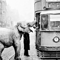 У Лондоні водій зупинив трамвай, щоб дати яблуко слону, 1936 рік. ФОТО