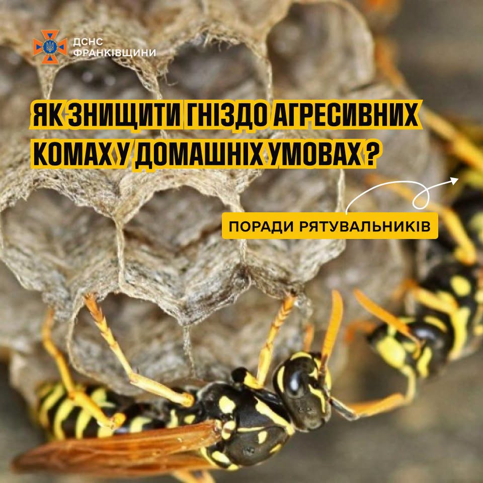 Поради рятувальників щодо знищення гнізд агресивних комах у домашніх умовах