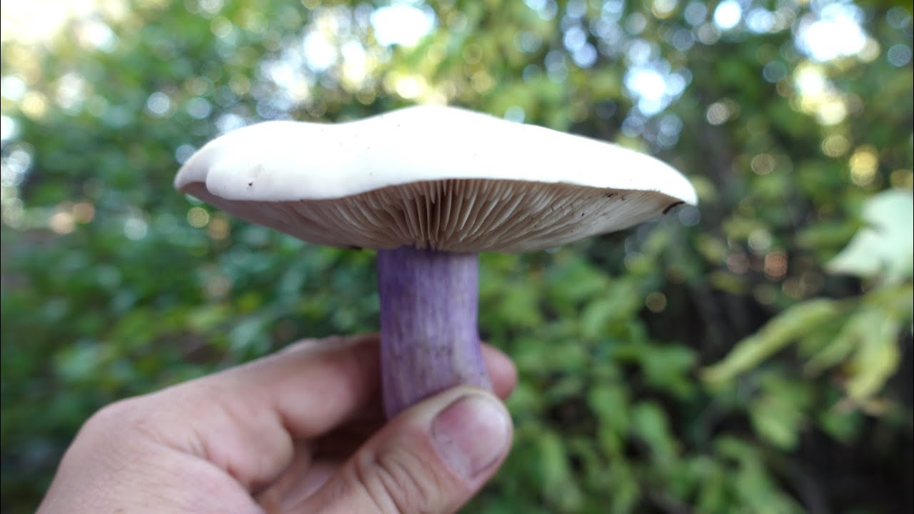 На Кіровоградщині зафіксували чергове отруєння дикорослими грибами