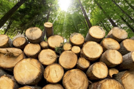 Кіровоградщина: передали до суду справу про незаконну вирубку понад 200 дерев