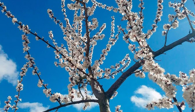 Якою буде погода найближчими днями на Кіровоградщині