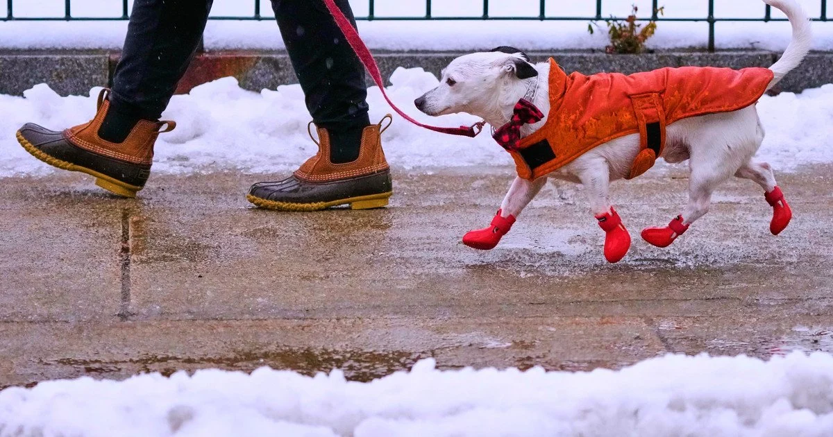Мороз понад 20° і сильні хуртовини: коли до України прийде арктичний холод