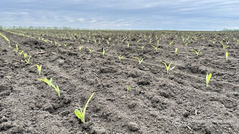 На Полтавщині офіційно завершили весняну посівну