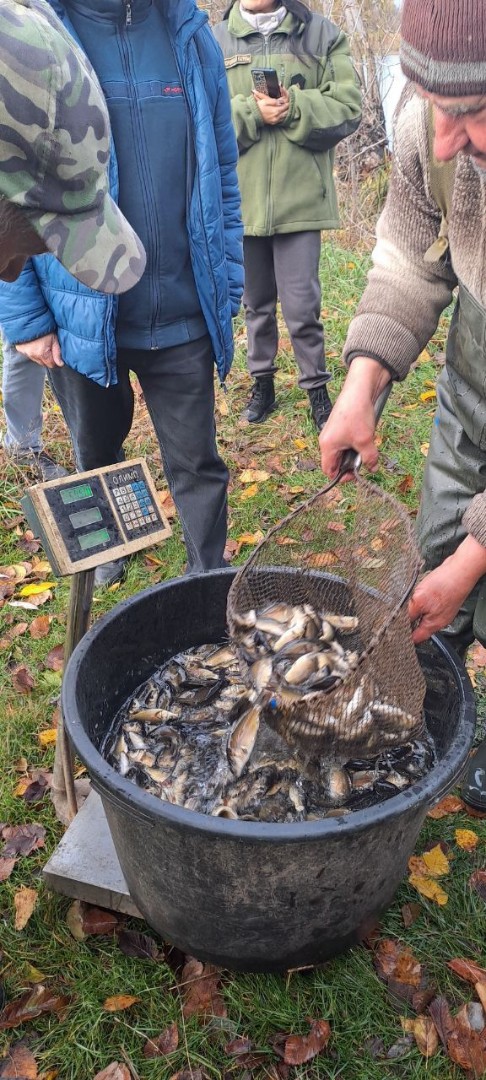 У Говтву випустили понад триста кілограмів зарибка коропа