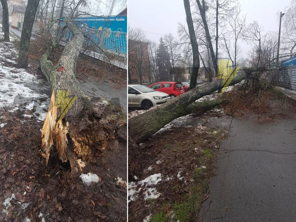 Біля стадіону "Динамо" в Полтаві впало аварійне дерево