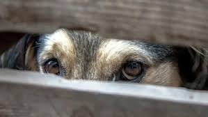 Чоловіка покарають за жорстоке поводження з собакою