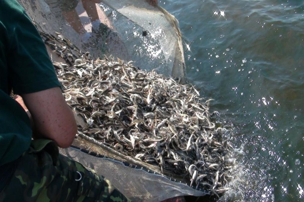 Кременчуцьке водосховище зариблять на чотири мільйони гривень