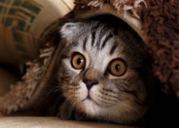 Виживання без тепла й води: яка ситуація по всьому Києву