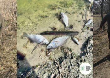 Екоінспектори б’ють на сполох: на Київщині зафіксували масштабну загибель риби